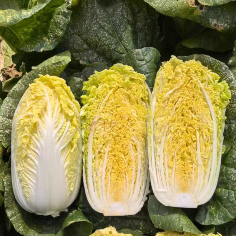 娜娜012娃娃菜种子玲珑012小颗金黄心耐抽苔春秋娃娃菜