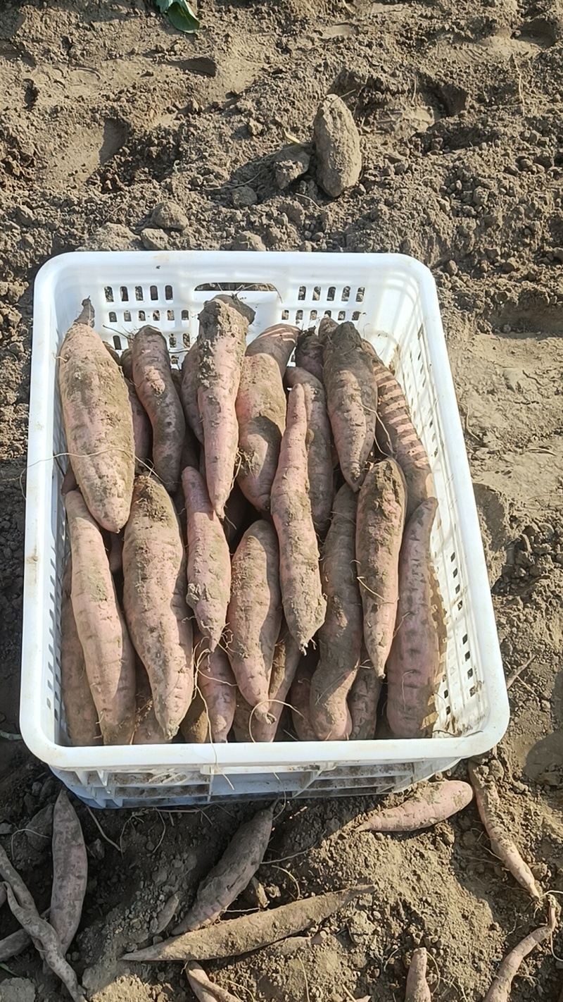 哈密红薯有西瓜红烟薯板栗有各种品种大量有货，原产地产地直