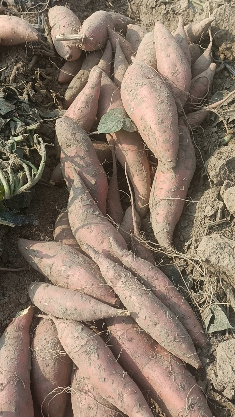 烟薯大量有货，各种品种原产地产地直销全国各地发货