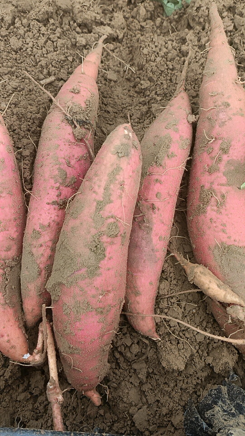 烟薯大量有货，各种品种原产地产地直销全国各地发货