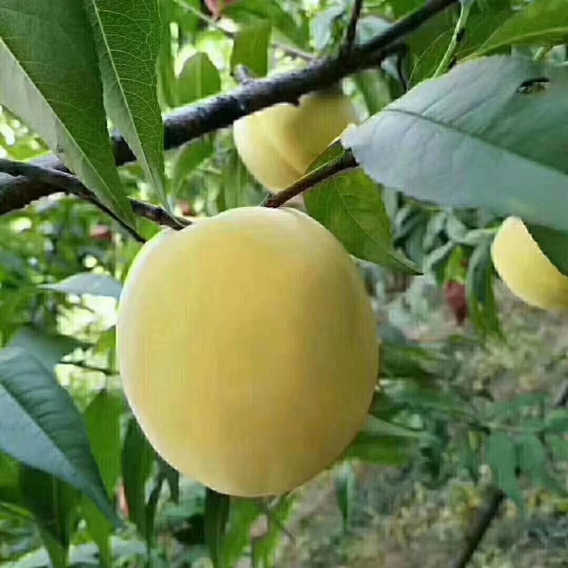 桂东黄桃