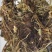 灯盏花灯盏细辛中药饮片欢迎各位老板来电咨询订购