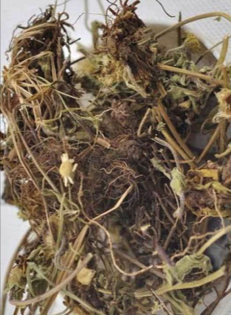 灯盏花灯盏细辛中药饮片欢迎各位老板来电咨询订购
