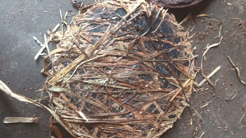 茶饼茶粕养虾清塘杀福寿螺