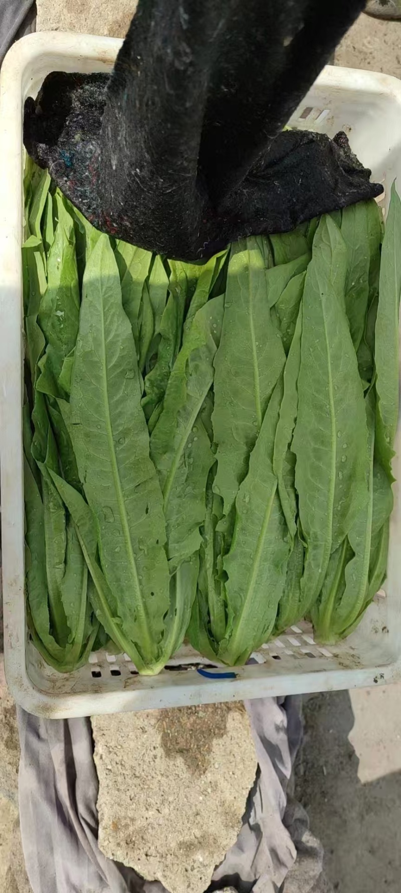 山西大同叶菜基地，精品油麦菜，产地一手货源，全国发