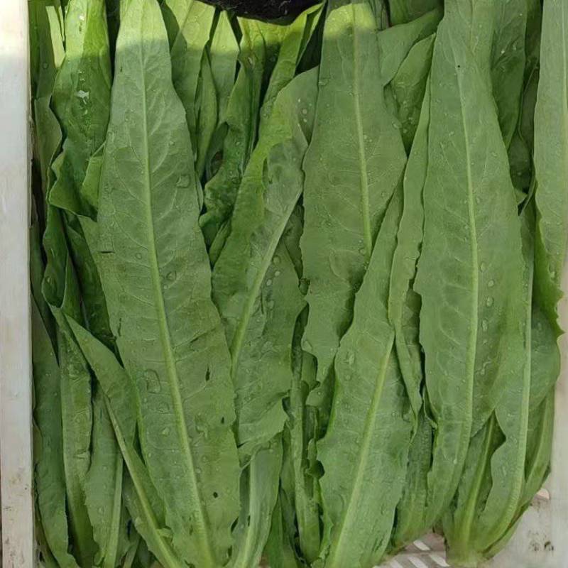 山西大同叶菜基地，精品油麦菜，产地一手货源，全国发