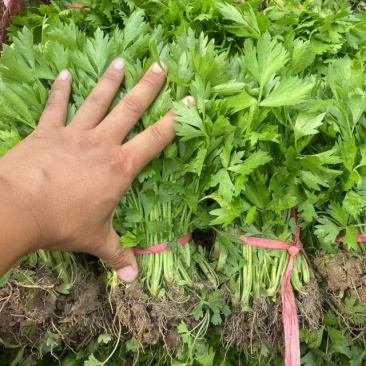 法国皇后西芹苗/芹菜苗/西芹苗/安阳滑县发车