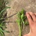 法国皇后西芹苗/芹菜苗/西芹苗/安阳滑县发车
