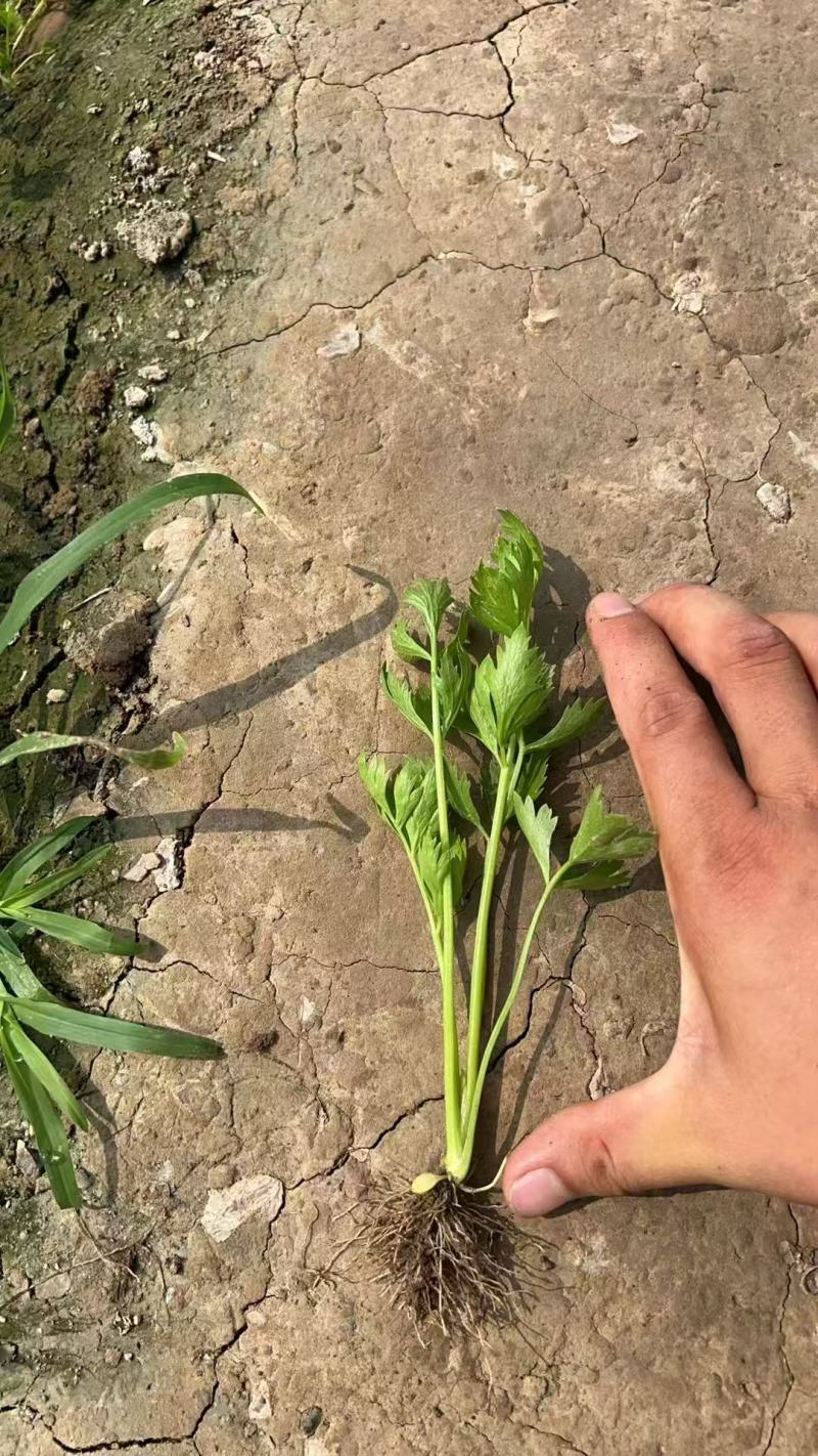 法国皇后西芹苗/芹菜苗/西芹苗/安阳滑县发车