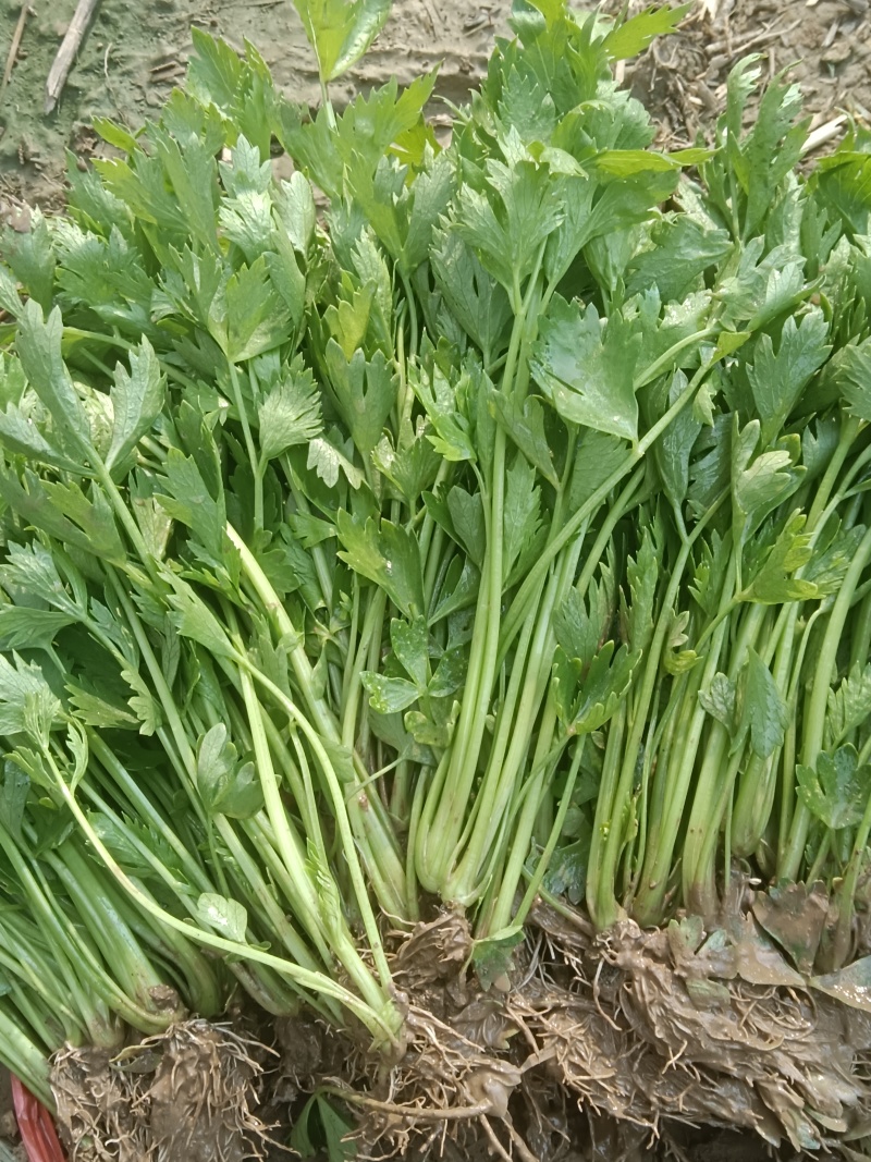 法国皇后西芹苗/芹菜苗/西芹苗/安阳滑县发车