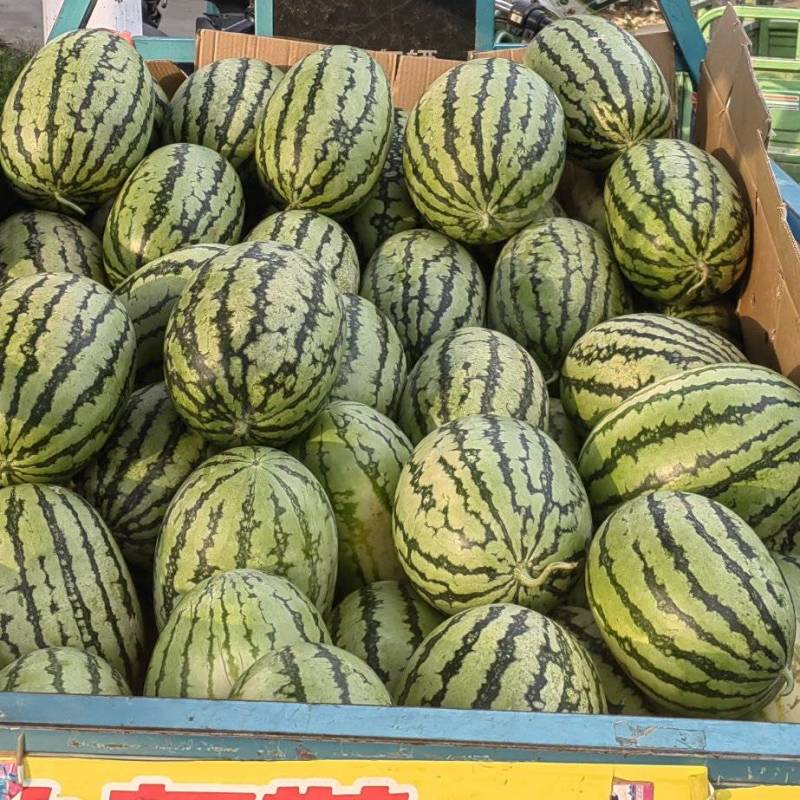新机遇大西瓜
