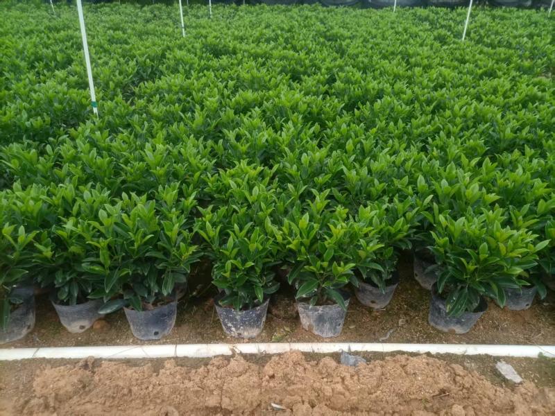 非洲茉莉50至60高度