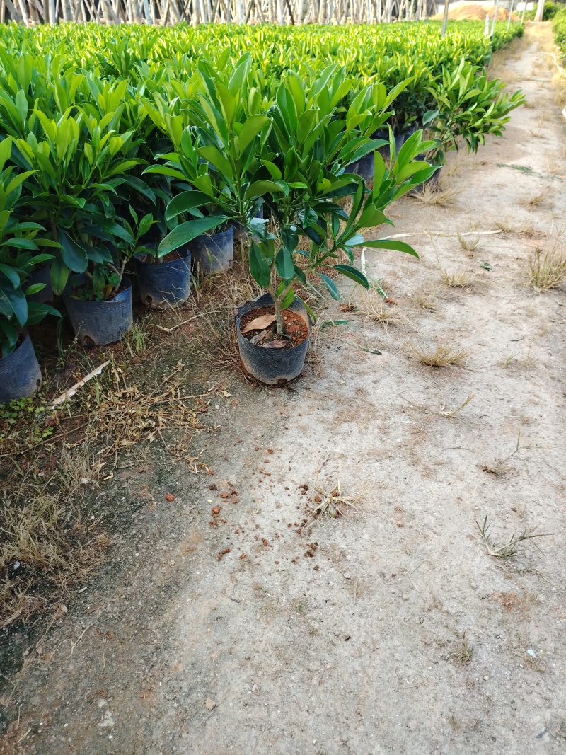 非洲茉莉50至60高度