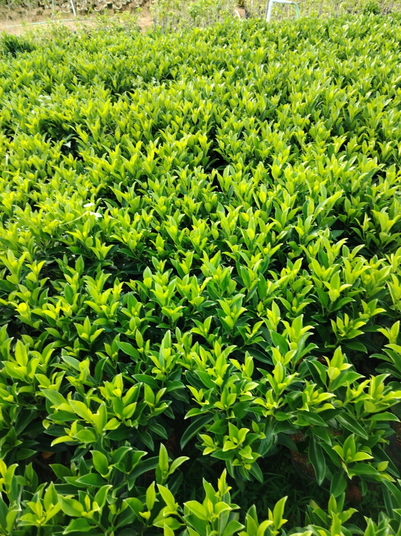 非洲茉莉50至60高度