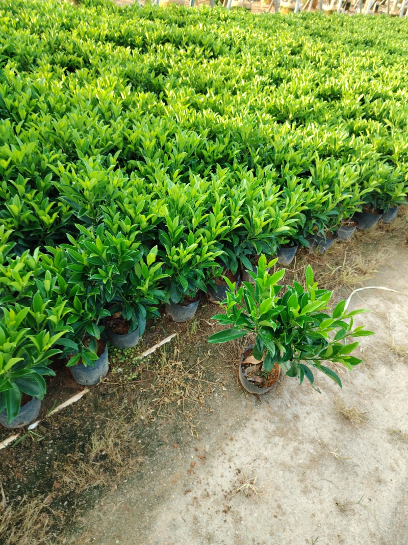 非洲茉莉50至60高度