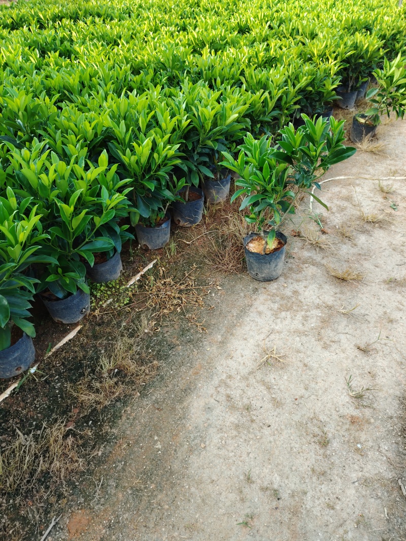 非洲茉莉50至60高度