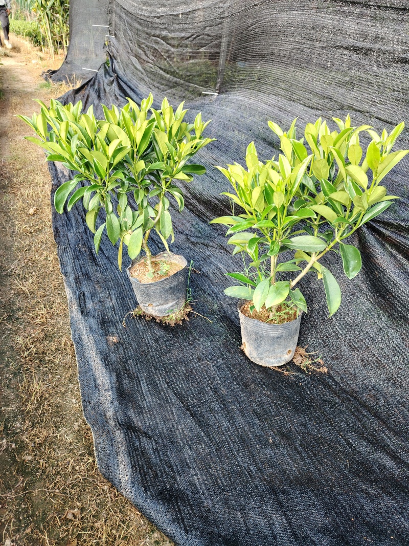非洲茉莉50至60高度