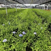 加仑蓝雪花种植基地蓝雪花一手货源松江区雪花盆栽