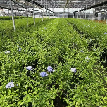加仑蓝雪花种植基地蓝雪花一手货源松江区雪花盆栽