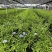 加仑蓝雪花种植基地蓝雪花一手货源松江区雪花盆栽