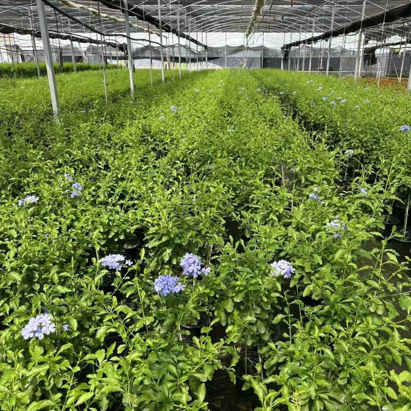 加仑蓝雪花种植基地蓝雪花一手货源松江区雪花盆栽