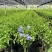 加仑蓝雪花种植基地蓝雪花一手货源松江区雪花盆栽