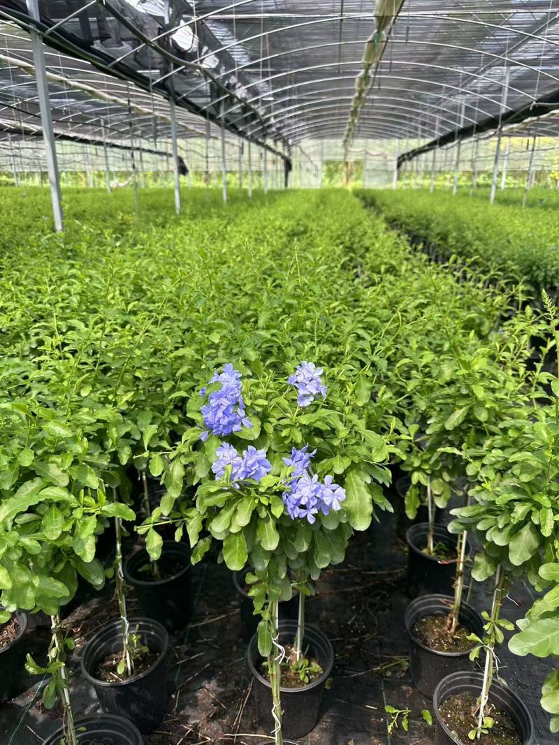 加仑蓝雪花种植基地蓝雪花一手货源松江区雪花盆栽