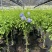 加仑蓝雪花种植基地蓝雪花一手货源松江区雪花盆栽
