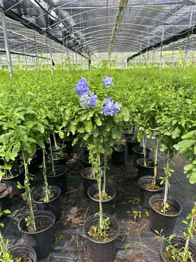 加仑蓝雪花种植基地蓝雪花一手货源松江区雪花盆栽