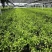 加仑蓝雪花种植基地蓝雪花一手货源松江区雪花盆栽
