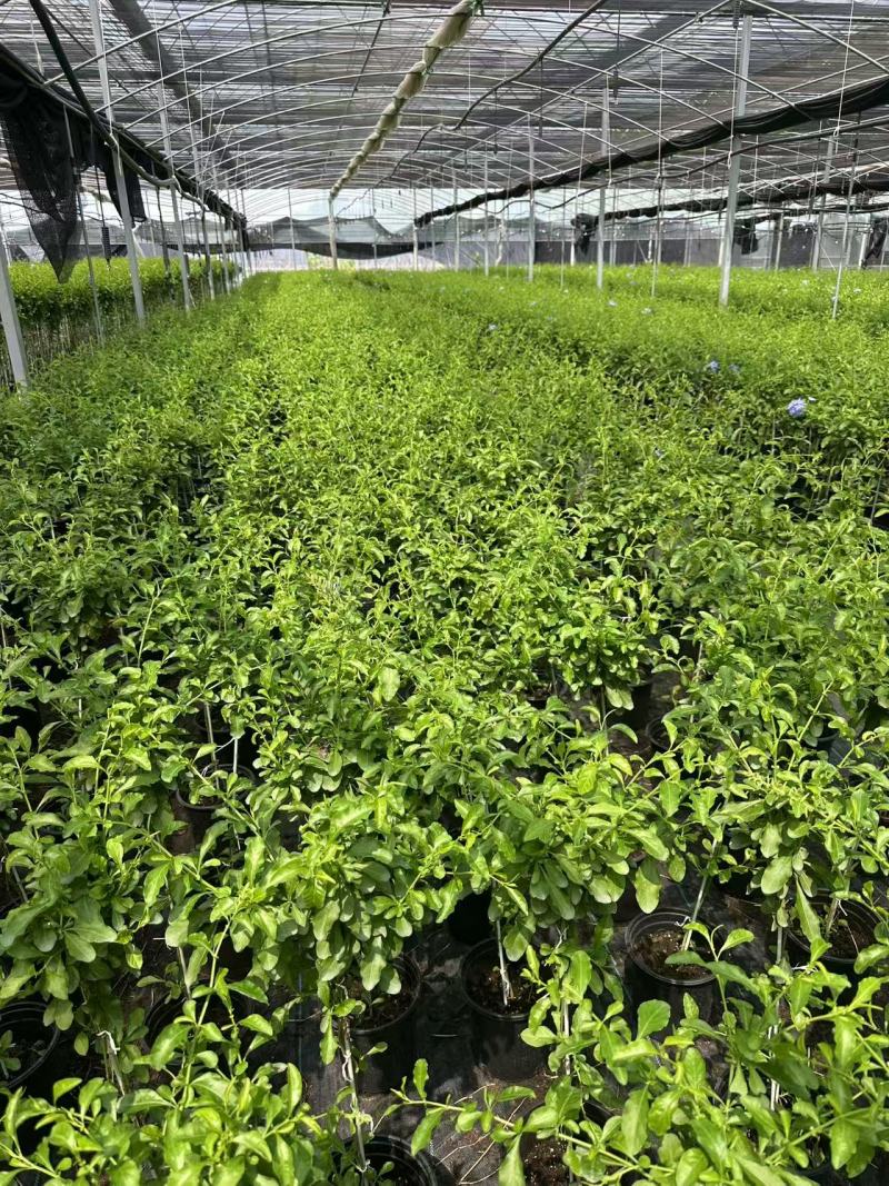 加仑蓝雪花种植基地蓝雪花一手货源松江区雪花盆栽