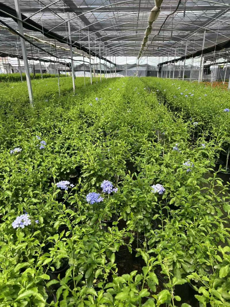 加仑蓝雪花种植基地蓝雪花一手货源松江区雪花盆栽