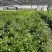 加仑蓝雪花种植基地蓝雪花一手货源松江区雪花盆栽