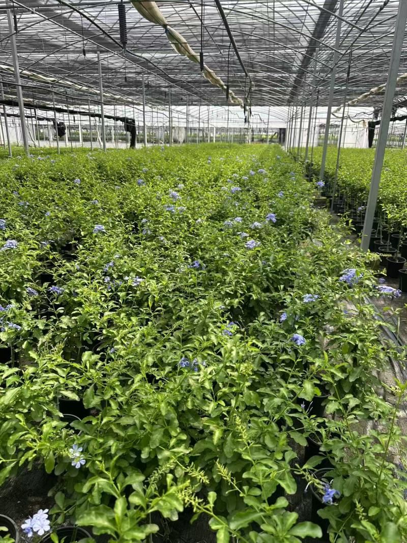加仑蓝雪花种植基地蓝雪花一手货源松江区雪花盆栽