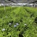 加仑蓝雪花种植基地蓝雪花一手货源松江区雪花盆栽