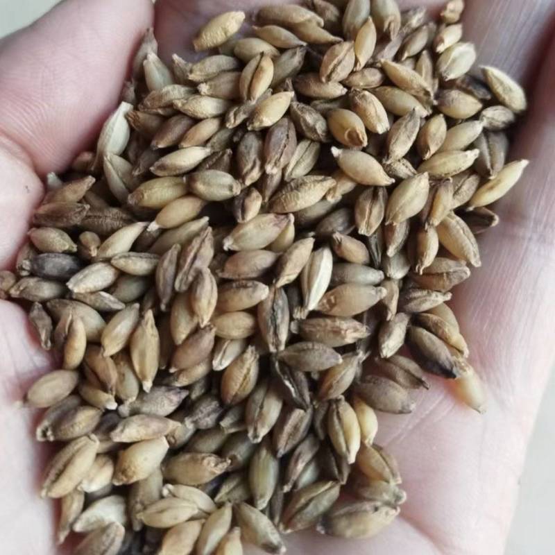 200吨青稞出售，