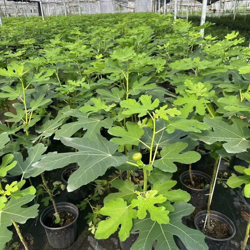 加仑棒棒糖无花果苗基地直供品质优成活率高大量有货