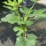 加仑棒棒糖无花果苗基地直供品质优成活率高大量有货