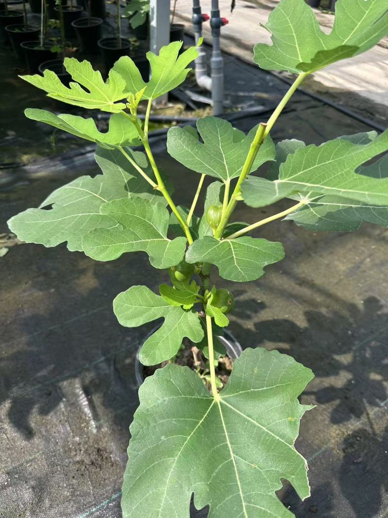 加仑棒棒糖无花果苗基地直供品质优成活率高大量有货