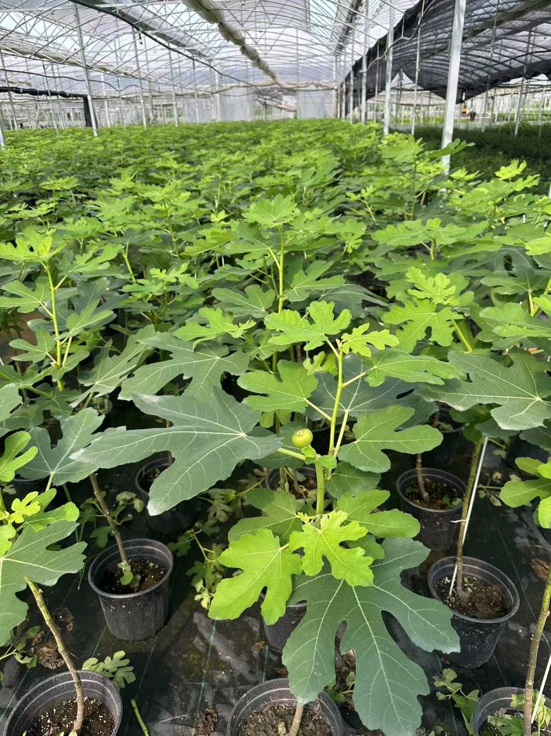 加仑棒棒糖无花果苗基地直供品质优成活率高大量有货