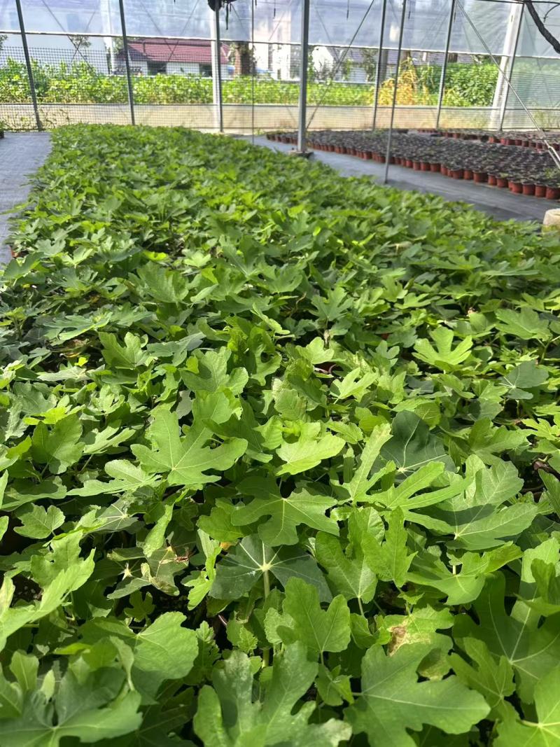 加仑棒棒糖无花果苗基地直供品质优成活率高大量有货