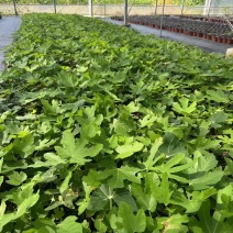 120棒棒糖无花果基地直供品质优可对接市场成活率高欢迎