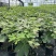 120棒棒糖无花果基地直供品质优可对接市场成活率高欢迎