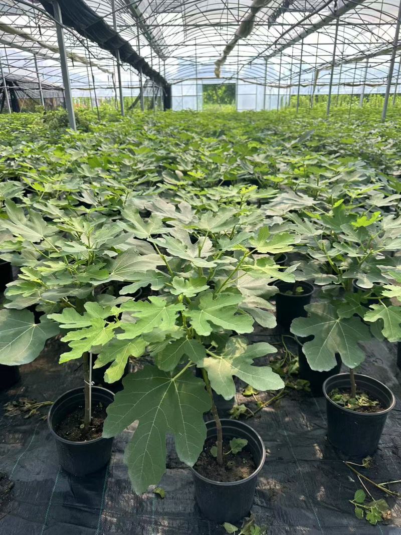 120棒棒糖无花果基地直供品质优可对接市场成活率高欢迎