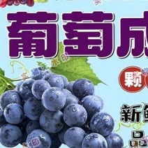 精品巨峰葡萄，大量上市欢迎新老客户来採购