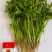 法国皇后芹菜苗，产区发货，大量现货