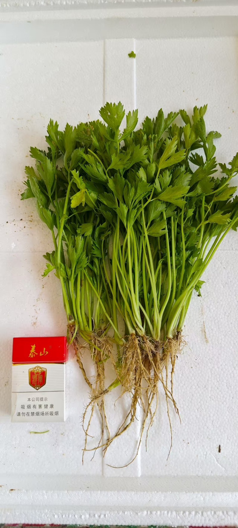 法国皇后芹菜苗，产区发货，大量现货