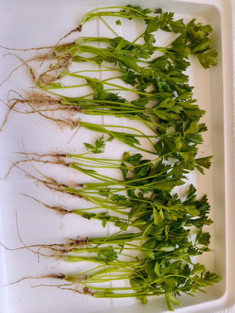 法国皇后芹菜苗，产区发货，大量现货