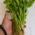 法国皇后芹菜苗，产区发货，大量现货