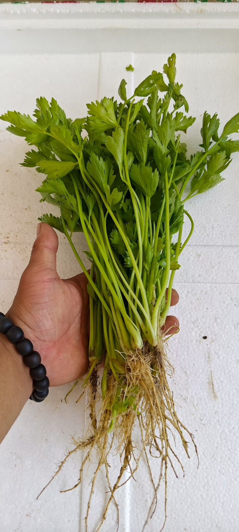 法国皇后芹菜苗，产区发货，大量现货